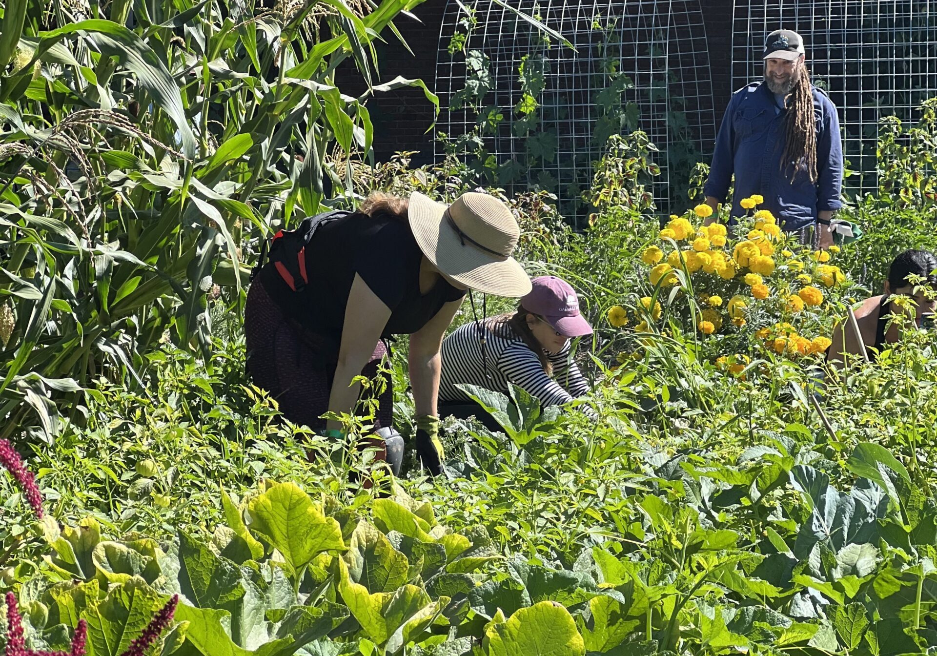 2024_VegGardenPartnerPlot_SoniaCapitant_6306 Filolis Vegetable Garden strives to be a place to highlight Bay Area food cultures and bring people together. Community partners work on their plots in the garden in Summer 2024.