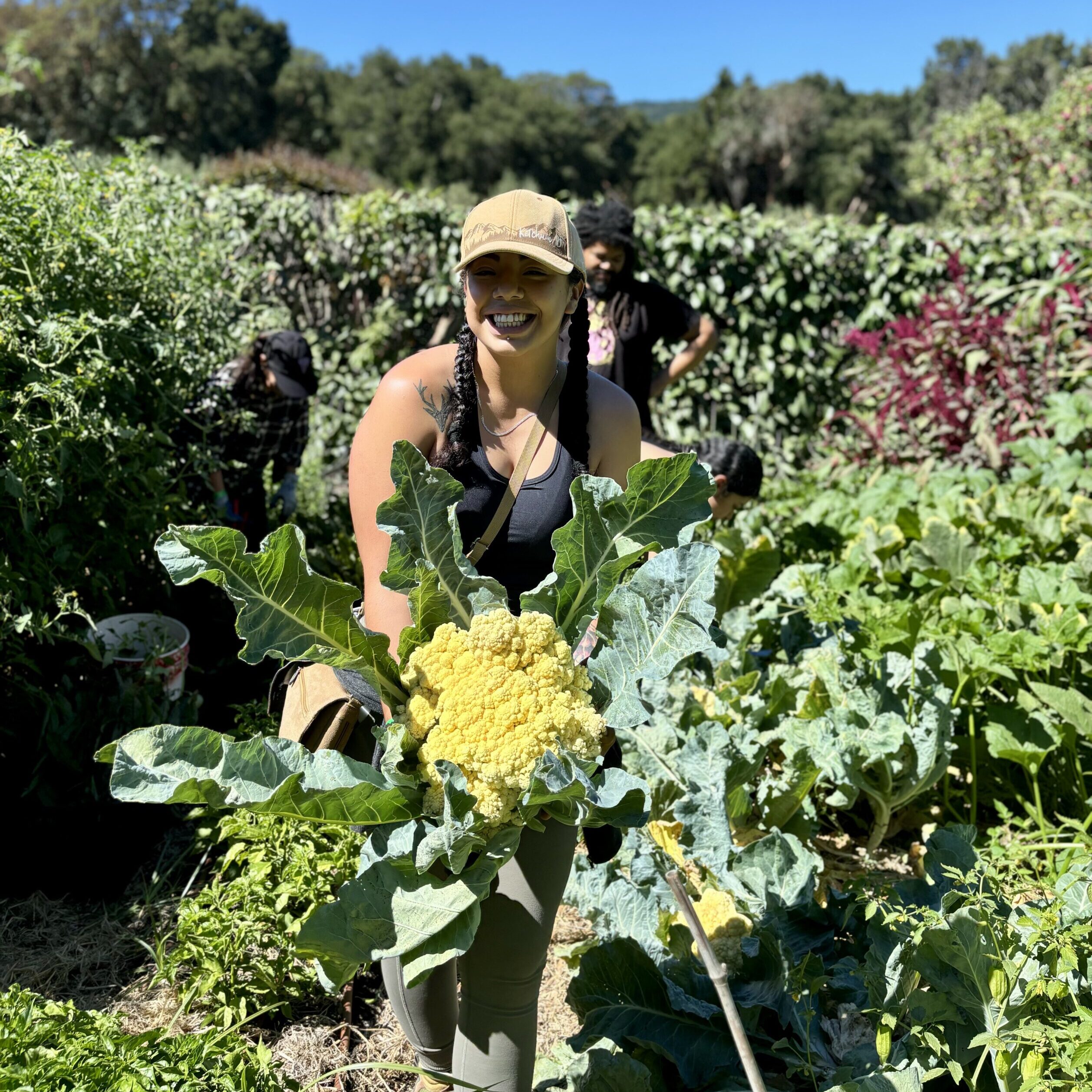 Harvest day for the La Cocina partner plot group! Huge cauliflower Harvest day for the La Cocina partner plot group! Huge cauliflower